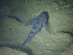Thorogobius ephippiatus