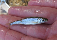 Notropis nubilus
