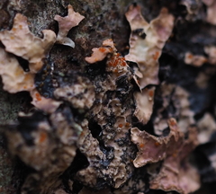 Nectriopsis rubefaciens