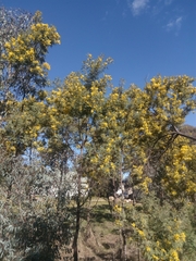 Acacia leucoclada