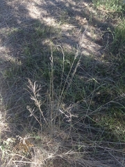 Austrostipa scabra