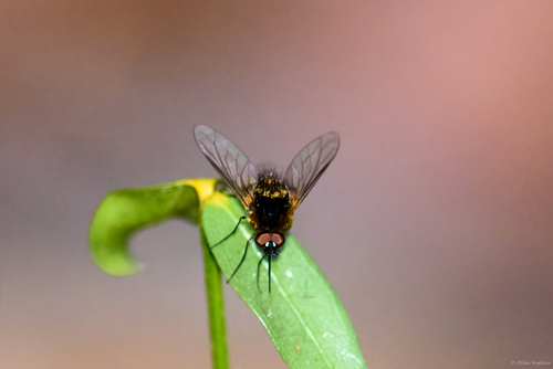 Bombylisoma microlepidum