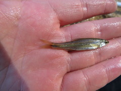 Notropis nubilus