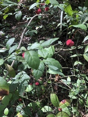 Euonymus americanus image