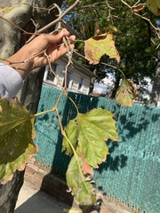 Platanus × hispanica