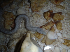 Gymnothorax pictus