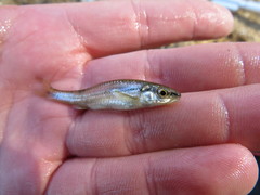Notropis nubilus