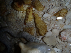 Gymnothorax pictus