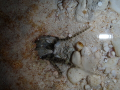 Gymnothorax pictus