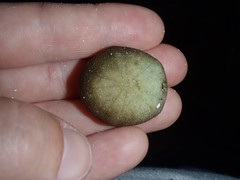 Echinoneus cyclostomus