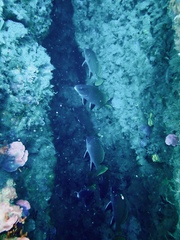 Sciaena umbra