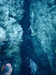 Sciaena umbra