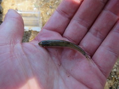 Notropis greenei