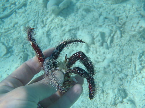 Dardanus guttatus