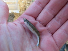 Notropis greenei