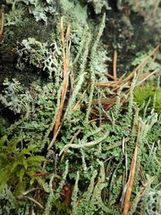 Cladonia cornuta