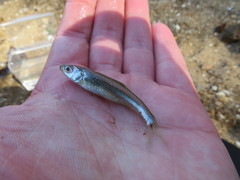 Notropis greenei