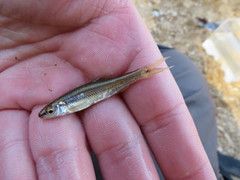 Notropis nubilus