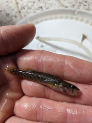 Etheostoma whipplei