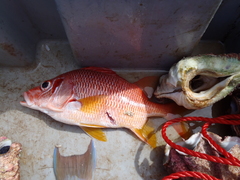 Sargocentron spiniferum