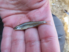 Notropis nubilus