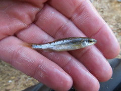 Notropis nubilus