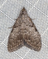 Nola pleurosema