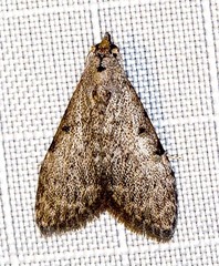 Nola pleurosema
