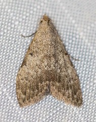 Nola pleurosema