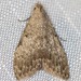 Plain Tuft Moth - Photo (c) Ian McMillan, some rights reserved (CC BY-NC), uploaded by Ian McMillan