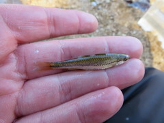 Notropis nubilus