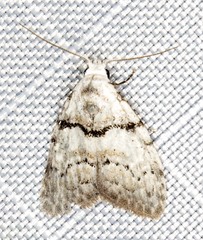 Nola pygmaeodes