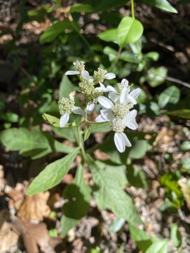 Verbesina virginica image