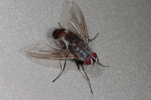 Genus Billaea · iNaturalist