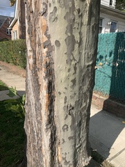 Platanus × hispanica