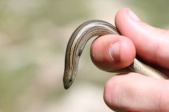 Chalcides chalcides