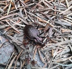 Carabus linnaei
