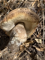 Leccinum californicum