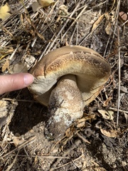 Leccinum californicum