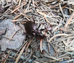 Carabus linnaei