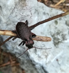 Carabus linnaei