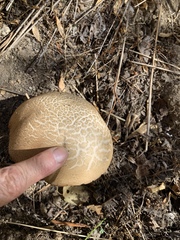 Leccinum californicum