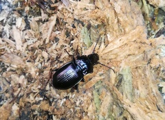 Pterostichus burmeisteri