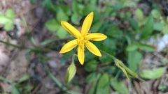 Hypoxis pulchella