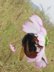 Bombus