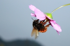 Bombus