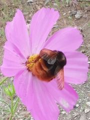Bombus