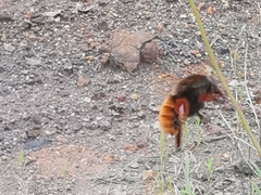 Bombus