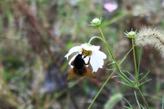 Bombus