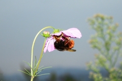Bombus
